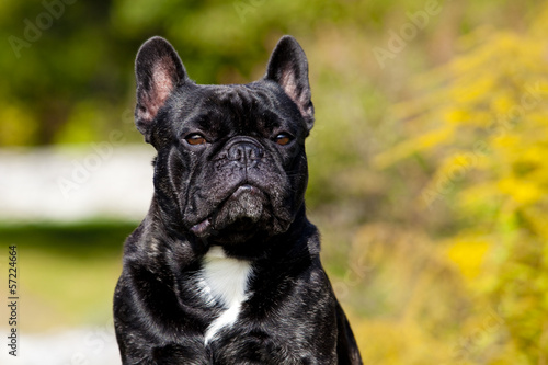 Fotoboard na płycie Portret męski frensch bulldog