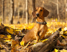 Dachshund On Autumn Forest With Leaves