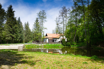 Wall Mural - house in forest