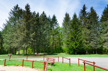 Wall Mural - forest background