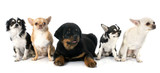 Fototapeta Zwierzęta - puppy rottweiler and chihuahuas