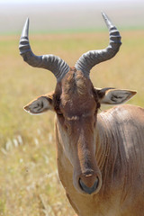 Wall Mural - Portrait of a hartebeest