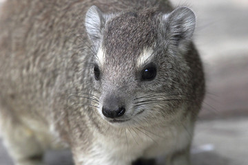 Wall Mural - Portrait of a rock hyrax