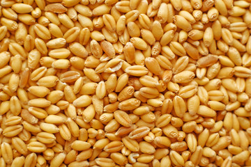 Wheat grains