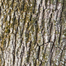 Old Tree Bark Texture Fragment