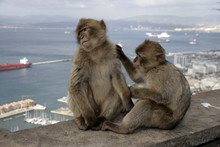 Barbary Ape Or Macaque, Macaca Sylvanus