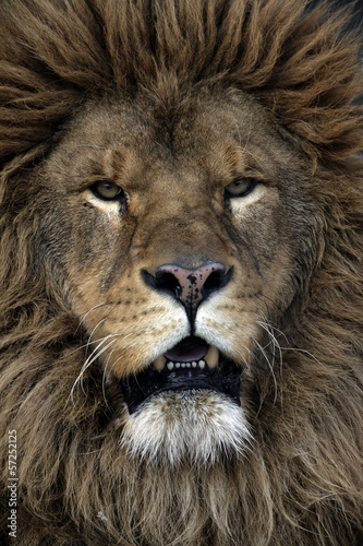 Board z aluminiowym obramowaniem Lew barbary, panthera leo leo