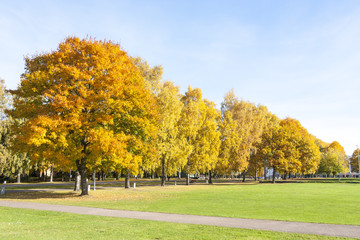 Colorful trees with yellow leaves in autumn