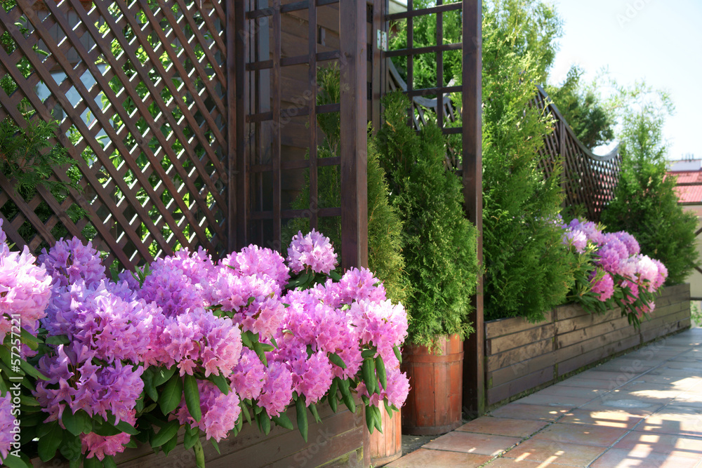 Rhododendron on the terrace - obrazy, fototapety, plakaty 