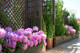 Fototapeta  - Rhododendron on the terrace