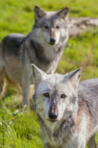 Board z aluminiowym obramowaniem Para dwóch północnoamerykańskich szarych wilków, canis lupus