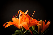 Lilies On A Black Background