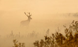 Red deer with big antlers stands on meadow on foggy morning