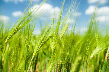 Wall Mural - sunny green wheat field closeup
