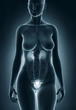 © CLIPAREA.com - Woman urogenital anatomy