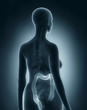 Woman colon anatomy x-ray black posterior view