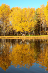 Wall Mural - Colorful autumn trees