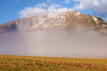 Wall Mural - meadow with saffron and mountain peaks in the background