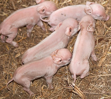 Five Baby Newborn Pigs