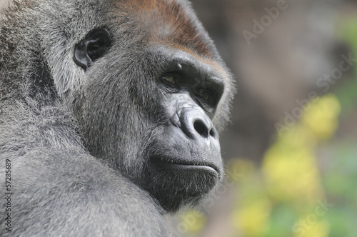 Fényképezés  One Adult Black Gorilla
