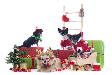 Wall Mural - christmas chihuahuas