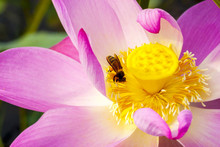 Lotus Flower Closeup