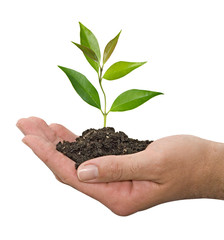 sapling in hands