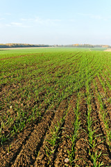 Wall Mural - Wheat field.