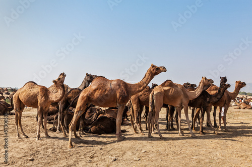 Plakat na papierze fotorealistycznym Wielbłądy w Pushkar Mela (Pushkar Camel Fair), Indie