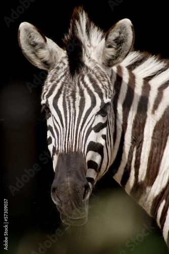 Board z aluminiowym obramowaniem Zebra