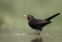 Blackbird, Turdus Merula,