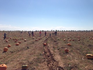 walking in pumpkin patch