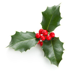 Wall Mural - holly leaves and berries