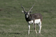 Blackbuck, Antilope Cervicapra
