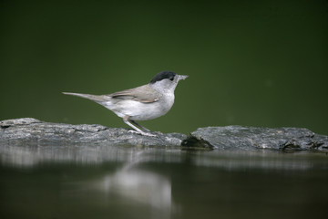 Wall Mural - Blackcap, Sylvia atricapilla