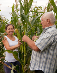 Poster -  Mature couple  picking corn.