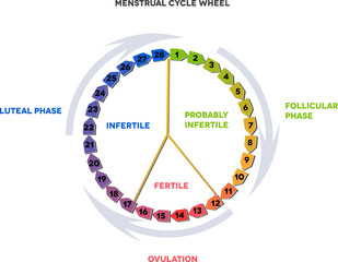 Poster - Menstrual cycle wheel. Avarage menstrual cycle.