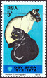Black and Siamese Cats (South Africa 1972)