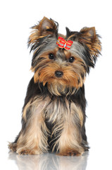 Wall Mural - adorable yorkshire terrier puppy