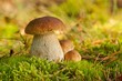 Fungus Boletus, mushrooms in the wild (Boletus pinophilus)