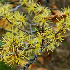 Poster - Hamamelis virginiana 13