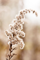 Poster - autumn plants