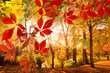 Herbst: Park mit bunten, fallenden Blättern