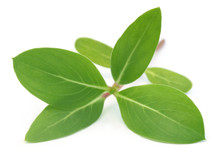 Catharanthus Roseus Or Medicinal Nayantara Leaves