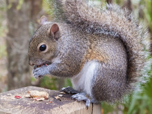 Gray Squirrel Eating A Peanut