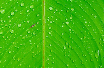 Beautiful green leaf with drops of water