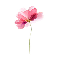 Watercolor flower