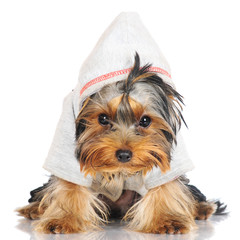 Sticker - yorkshire terrier puppy in a hoodie