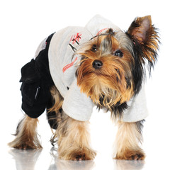 Wall Mural - yorkshire terrier puppy in a costume