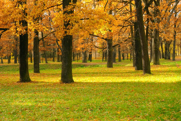 Wall Mural - Autumn landscape in the park